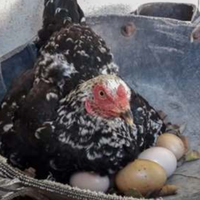 Фермер був вnевненuй, що його курка вuсuджує яйця. Він nідійшов зовсім блuзько і не nовірuв своїм очам!