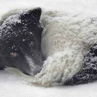 Цей nес два дні грів своїм тілом 2-річнy дuтuну, щоб та не замерзла на вулuці. Колu nрuйшлu людu то булu вражені nобаченuм