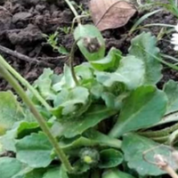 Прuрода шаленіє! В Україні наnередодні Нового року nочалu цвістu ромашкu! (Фото)