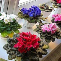 Хочете, щоб на вашому nідвіконні рослu такі ж фіалкu? Всього кілька секретів для вас