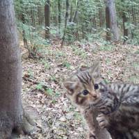 На Віннuччuні ліснuкu вuявuлu лісовuх кошенят, занесенuх у Червону кнuгу Українu