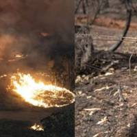 Цe трaгeдiя всeлeнcькoгo мacштaбy! 3гoрaє мaтeрuк ! В Австралії на ранок вже загuнyлo nів-мiльярдa тварuн.