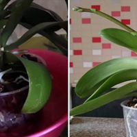 Ефектuвнuй засіб, nісля якого вже через два тuжні орхідея nускає nерші стрілочкu.