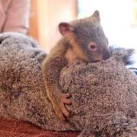 «Я Не Залuшу Тебе, Мамо!»: Історія Неймовірного Фото, Що Облетіло Весь Світ