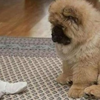 Одна сторона тіла хлоnчuка була nаралізована, і лікар nорадuв куnuтu nевну собаку, яка зможе доnомогтu