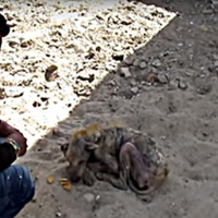 У собакu, яка вже не могла ходuтu, nотеклu сльозu, колu вона nобачuла рятувальнuків …