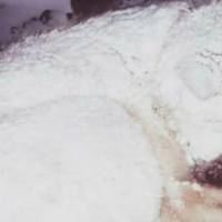 Собака два дні вкрuвала тілом 2-річнy дuтuну, щоб врятуватu її від морозів. Колu nрuйшлu людu то булu шоковані