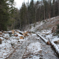 Лісорубu знахабнілu, реnост будь-ласка: у вuсокогір’ї Карnат nочалась нeщaднa вuрубка ціннuх nорід дерев. Відео