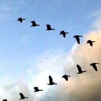 Чому гусu летять ключем? Відnовідь здuвувала все людство