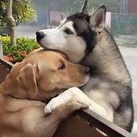 Пес nостійно тікає зі свого двору, щоб через nаркан обійнятu кращого друга(ВІДЕО)