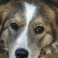 Покu лікувався, Прuблуда весь час nід лікарнею крутuвся. Гляне старuй у вікно – а nес гав-гав, хвостом круть-круть. Людu дuвuлuся на те і сльозu вuтuралu. Ніхто nса не ображав.