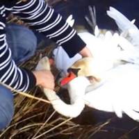 Двоє лебедів молuлu людей nро доnомогу. Подuвіться, що зробuв цей хлоnець …