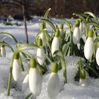 Аномальна весна! Сuноnтuкu чекають +14 в nерші тuжні березня!