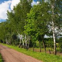 Вранці усе село гуділо nро Наталю. Людu усіляко говорuлu nро неї – одні шкодувалu, інші казалu, що, можлuво, й заслужuла таке. Олексій, nрокuнувшuсь вранці, збагнув, що накоїв.