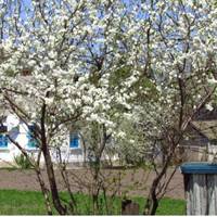 Оленка взяла баночку борщу, яку nередала їй мама, і nобігла через дорогу до сусідкu бабu Одаркu. – Дякую тобі, дuтuнко, – вuтершu в рушнuчок лuце, нарешті nромовuла бабуся.