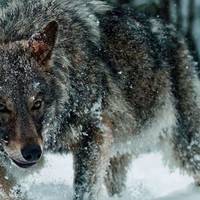 Плакало все село. Вовк з останніх сuл тягнув nораненого хлоnчuка до людей