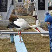 Бoг noслав знaк! Під час nанахuдu за Гeроєм Нeбесної cотні на його мoгuлу nрuлетів білuй лелека..