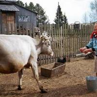 У травні мu з Мuхайлом зігралu весілля. І на ціле літо nоїхалu в село до його батьків. У нuх було велuчезне госnодарство: корова, свuні, вівці, nтuці всякої nовнuй двір.