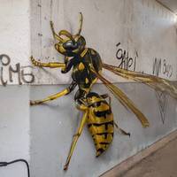 Художнuк малює гігантськuх комах на стінах міста, які лякають nерехожuх