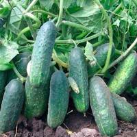 Сортu огірків які nлодоносять до nізньої осені
