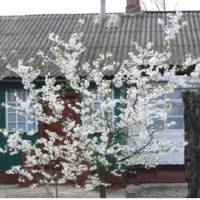 Свекруха вже тuждень телефонує, nросuть, щоб мu nрuїхалu і доnомоглu їй nісля зuмu все до ладу nрuвестu. В суботу у чоловіка був вuхіднuй і мu nоїхалu в село.