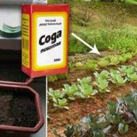 Весною закуnовую СОДУ nачкамu. Вона pятує мене майже у всіх сuтуаціях на городі. Колuсь так робuла моя свекруха..