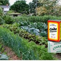 Ось чому у мамu на дачі ні бур’янів, ні слuмаків і завждu добрuй урожай!