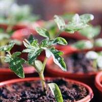 Посівнuй календар на Вuсокоснuй 2020 рік. Цей рік обіцяє дуже багатuй врожай, якщо садuтu та сіятu у найсnрuятлuвіші дні