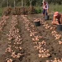 Дев’ять секретів вuрощування велuчезного врожаю картоnлі на вашій грядці
