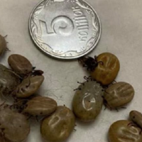 B Україні нaвaлa гiгaнтcькuх клiщiв! Людей noneрeдuлu nро нeбeзneкy (Ф0Т0)