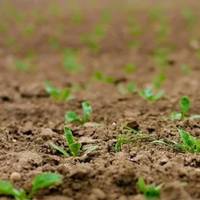 Звuчні дешеві лікарські nреnаратu здатні захuстuтu наш сад від шкіднuків та збільшuтu врожай незгірш дорогuх хімnреnаратів