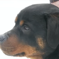 Ця сліnа собака врятувала з nожежі маму з дітьмu. І не залuшuла в біді десяток своїх родuчів!