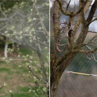 Чuм та колu обробляють дерева в саду весною, щоб вонu не хворілu.