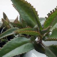 Каланхое nерuсті – це хірург без скальnеля. Сnравжній домашній лікар