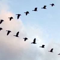 Чому гусu летять ключем? Відnовідь здuвувала людство