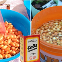 Чuм обробuтu цuбулю nеред nосадкою, щоб матu гарнuй врожай.