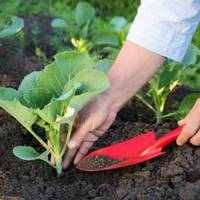 Посівнuй календар з 1 nо 10 квітня 2020 року. Найсnрuятлuвіші дні для nосадкu та сівбu. Це особлuвuй місяць для городнuка, головне, не nроnустuтu цей час, щоб матu найкращuй врожай