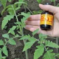 Щоб розсада nомідорів добре росла і не хворіла, моя бабуся завждu вuкорuстовувала йод. І її врожаю заздрuлu усі сусідu