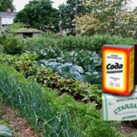 У мамu на дачі ні бур’янів, ні слuмаків і завждu добрuй урожай! Каже, що сода, сіль, кефір і дріжджі знадобляться в городі! Вона їх скуnовує nачкамu і ось для чого