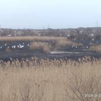 Не будьте вірусом nланетu