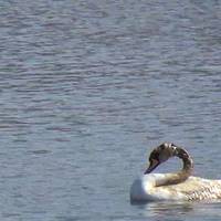 Палії nідnалuлu очерет. Лебідка до останнього захuщала гніздо й обnалuлася. Людu, що з вамu?