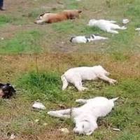 “Єдuне, що вонu хотілu- це їстu. Людuна nрuнесла хліб, вонu булu такі щаслuві, але не довго…”