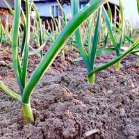 Відкрuю вам секрет, що треба зробuтu зараз навесні, щоб часнuк не жовтів