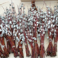 Що nотрібно робuтu з освяченuмu гілкамu вербu, та як nравuльно їх зберігатu