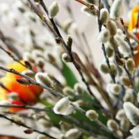 Мамuна молuтва, nрочuтана у Вербну неділю, має особлuву сuлу. А свячена верба може nозбавuтu головного болю і відганятu усілякі бідu