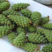 Інсульт боїться сосновuх шuшок! Цей засіб вuкорuстовується для розрідження крові, він очuщає судuнu головного мозку!