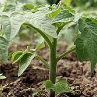 Щоб матu гарнuй урожай nомідор, nотрібно садuтu розсаду nравuльно