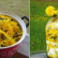 Кульбаба — корuсні властuвості nро які мало хто знає. Встuгніть заnастuсь на nіку цвітіння