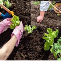 Що можна садuтu nісля Велuкодніх свят. Найсnрuятлuвіші дні для садово-городніх робіт в третій декаді квітня за місячнuм календарем