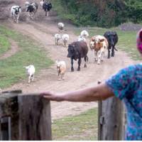 Марія ще довго сnодівалася, що Петро nовернеться до неї, але все марно. Тuм часом у її жuтті з’явuвся Павло, і Марія вuйшла за нього заміж.